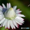 蕾（ホワイト）