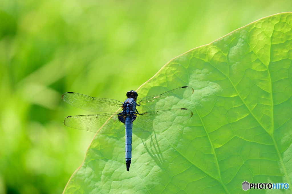 オオシオカラトンボ