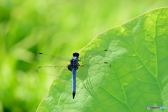 オオシオカラトンボ