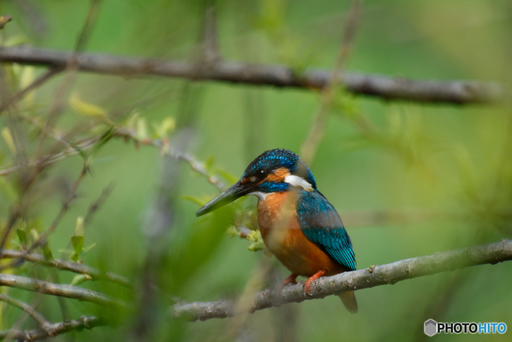 カワちゃん_0403