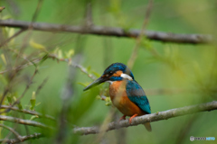 カワちゃん_0403