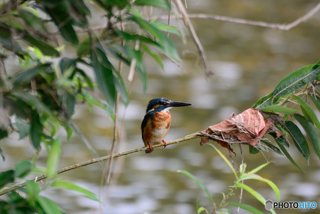 カワちゃん_0723