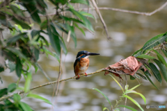 カワちゃん_0723