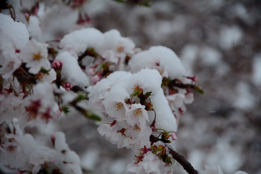 雪桜