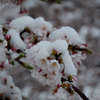 雪桜