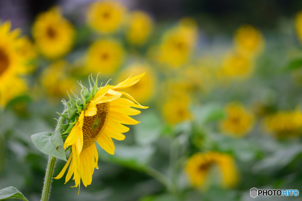 夏をあきらめきれず