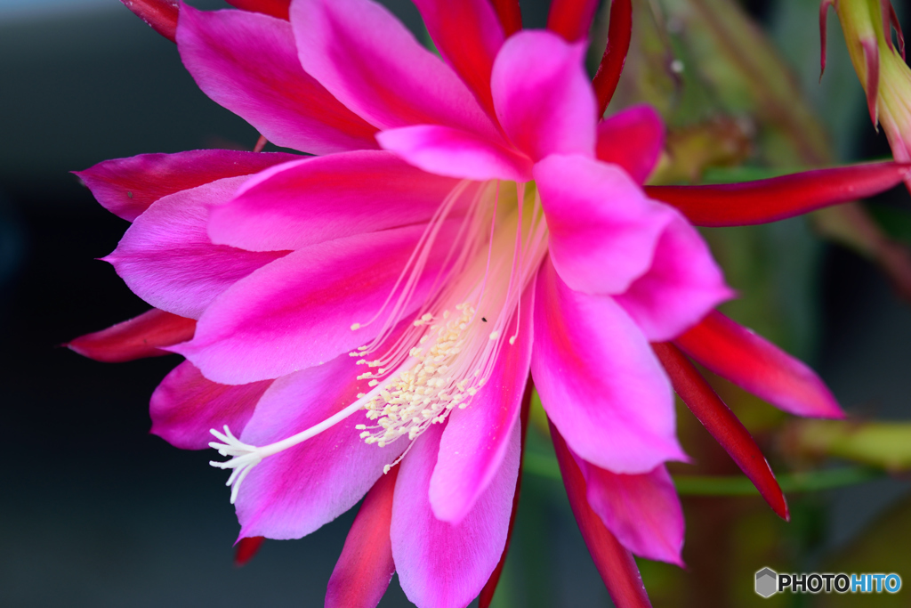 オリエント・エクスプレス