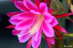 オリエント・エクスプレス