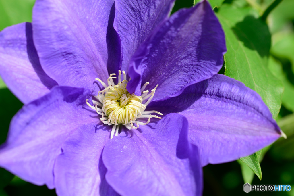 クレマチス（紫）