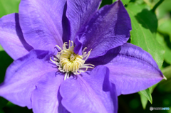 クレマチス（紫）