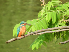 カワ三昧_朝ごはん