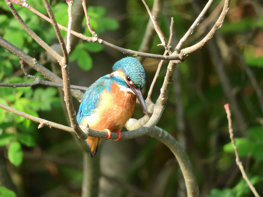 ご飯はどこかな