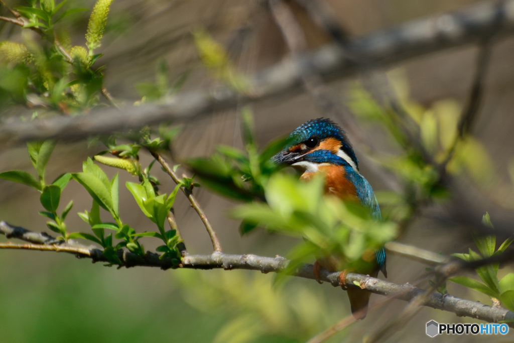 カワちゃん_0404