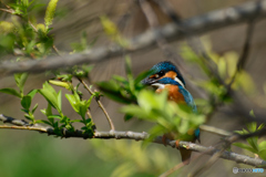 カワちゃん_0404