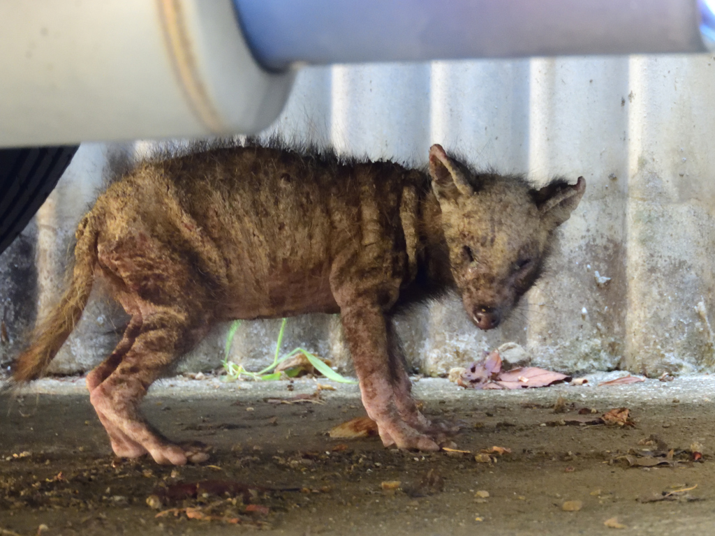 なんの子供だろう？