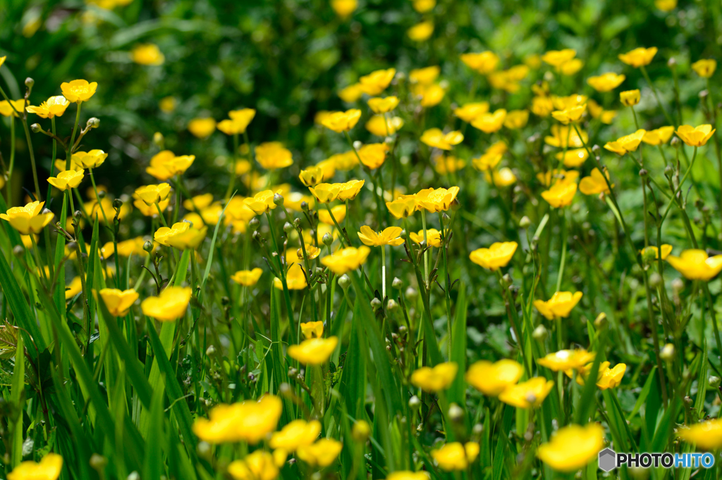 畦のリュウキンカ