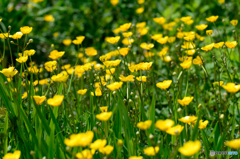 畦のリュウキンカ