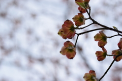 はなみずき・赤