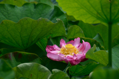 蓮_開花
