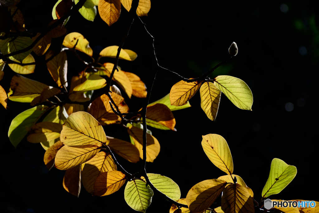 自然のステンドグラス
