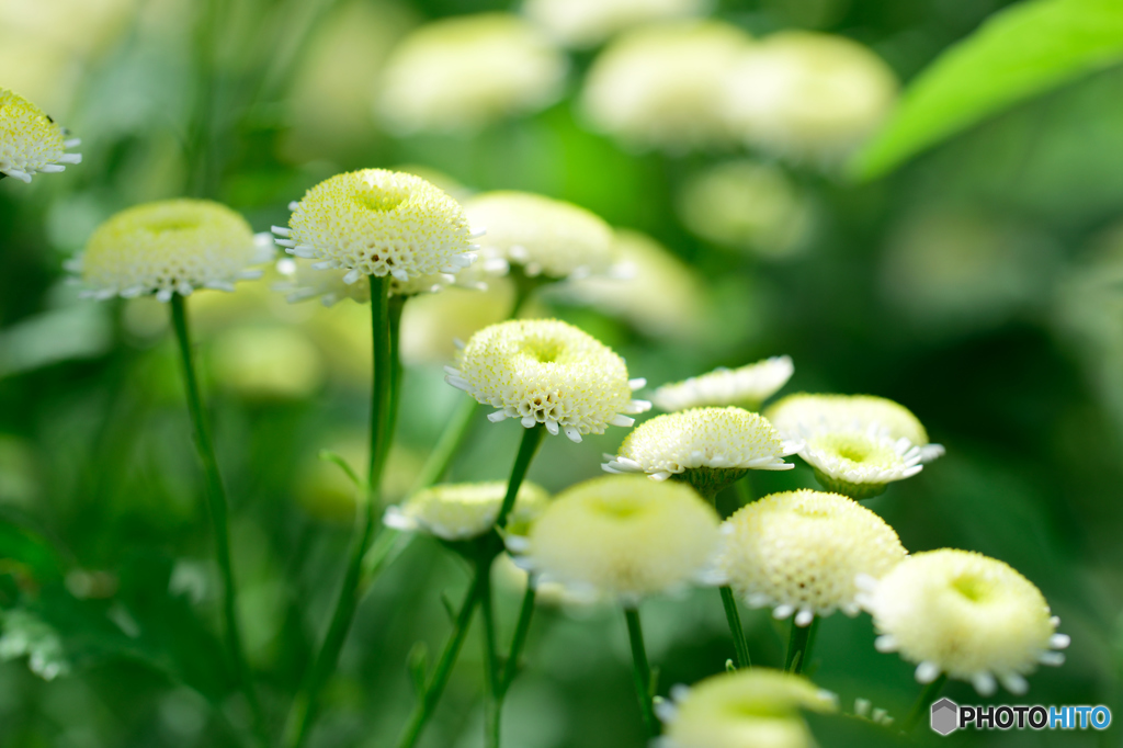 ふんわりもっこり