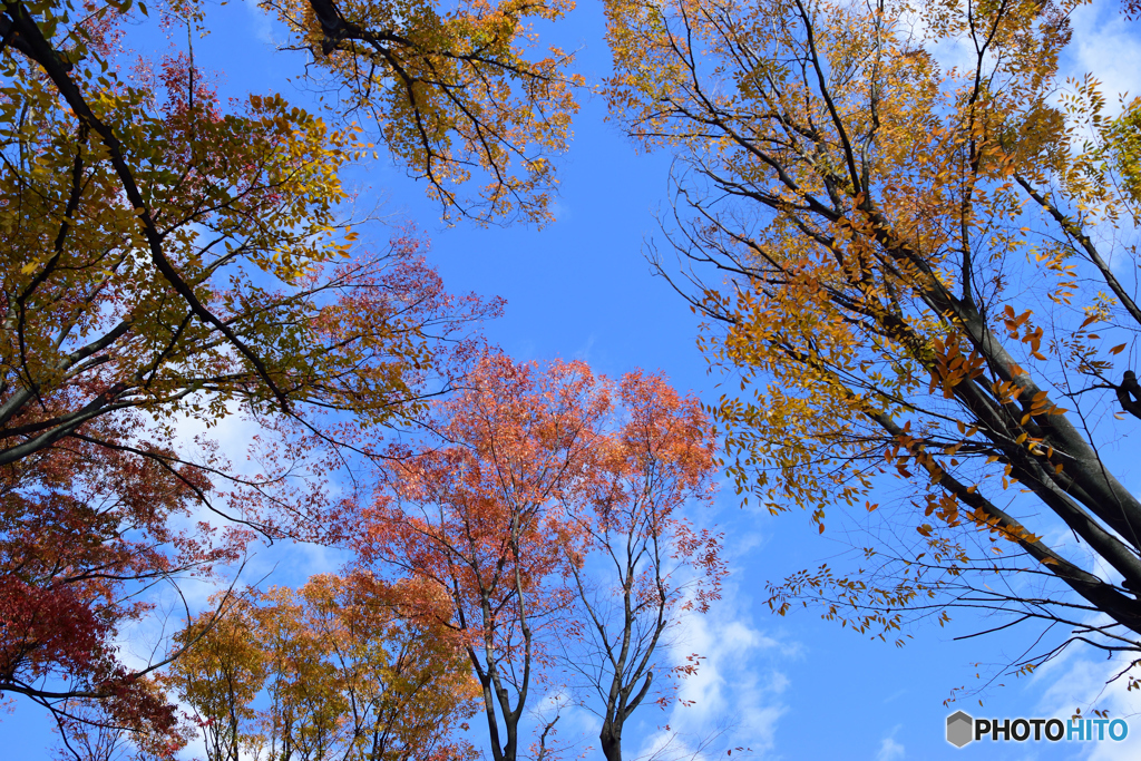 秋色の空