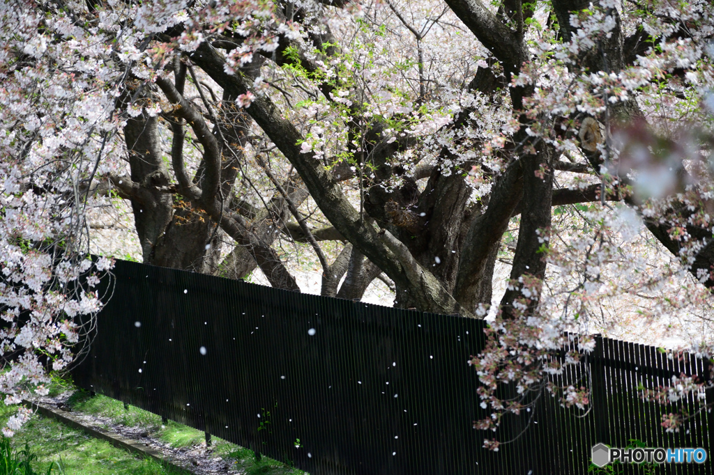 桜粉雪