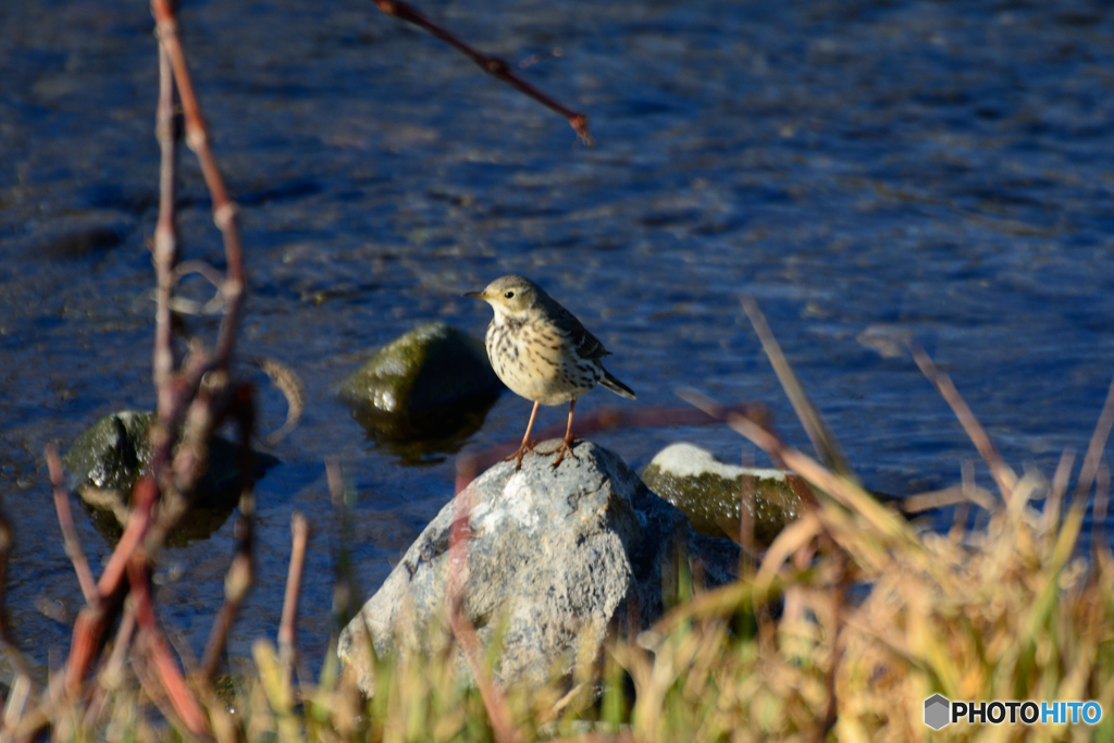 タヒバリorビンズイ