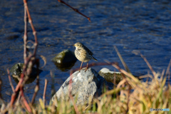 タヒバリorビンズイ