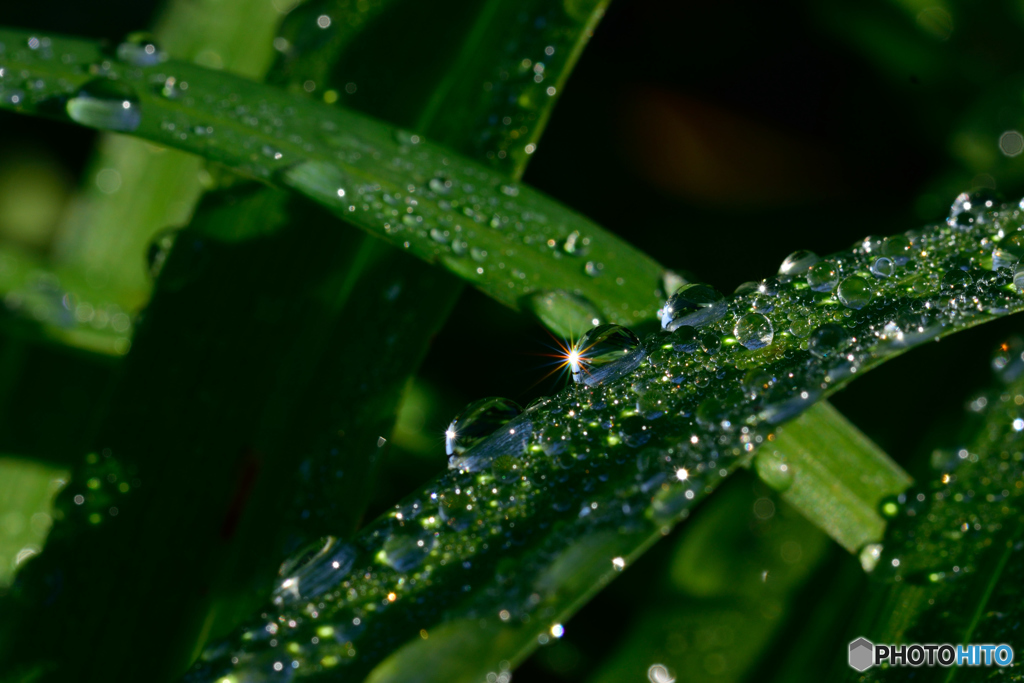 雨粒達の煌き
