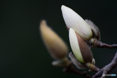 春の訪れを待つ