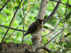 ムクちゃんの避暑