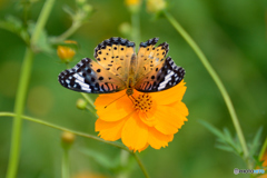 ツマグロヒョウモン♂