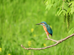 カワ三昧_ダイブ準備