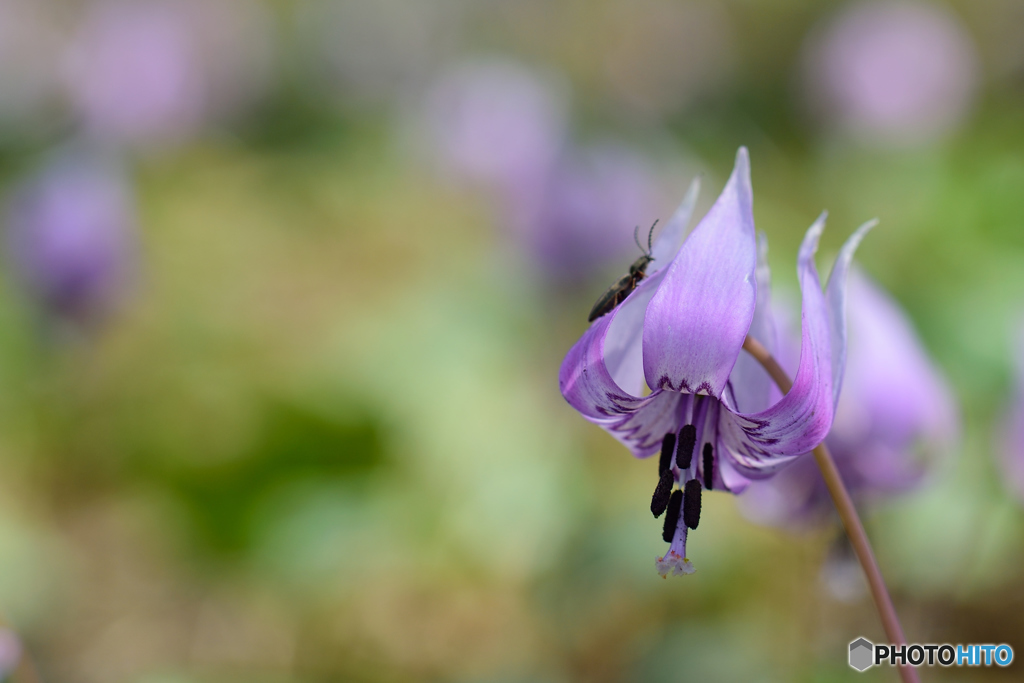 カタクリの花