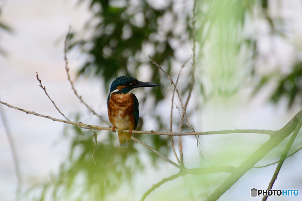 坊ちゃんかな？