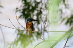 坊ちゃんかな？