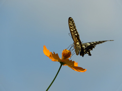 キバナとアゲハ