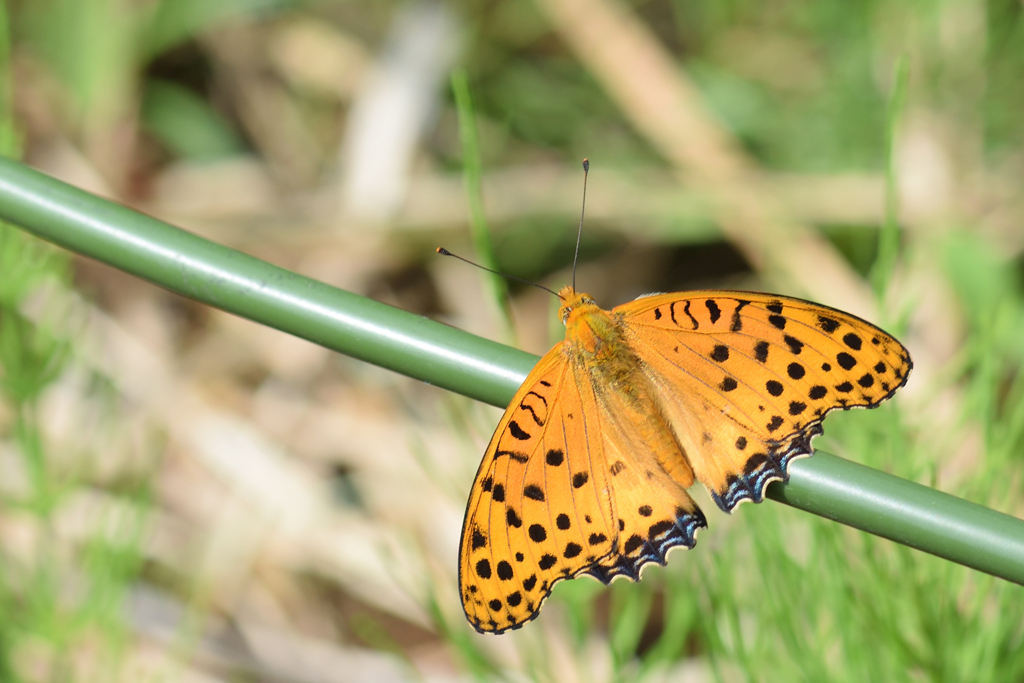 ヒョウ柄のお嬢さん