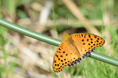 ヒョウ柄のお嬢さん