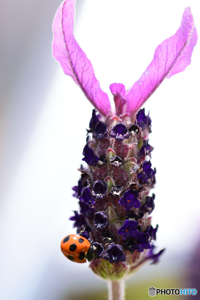 ペダンクラータラベンダーとてんとう虫