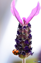 ペダンクラータラベンダーとてんとう虫