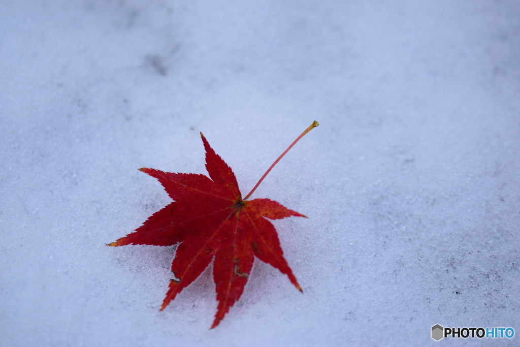 雪にモミジ