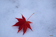 雪にモミジ
