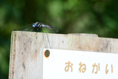 じっとしててね