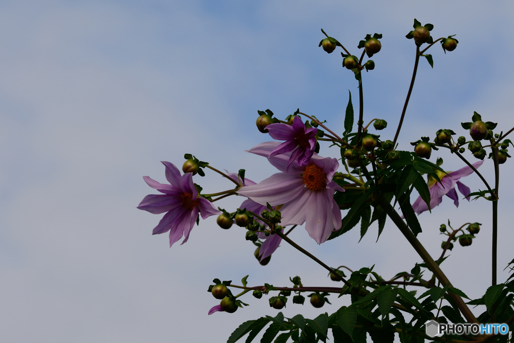 皇帝ダリア咲き始めました