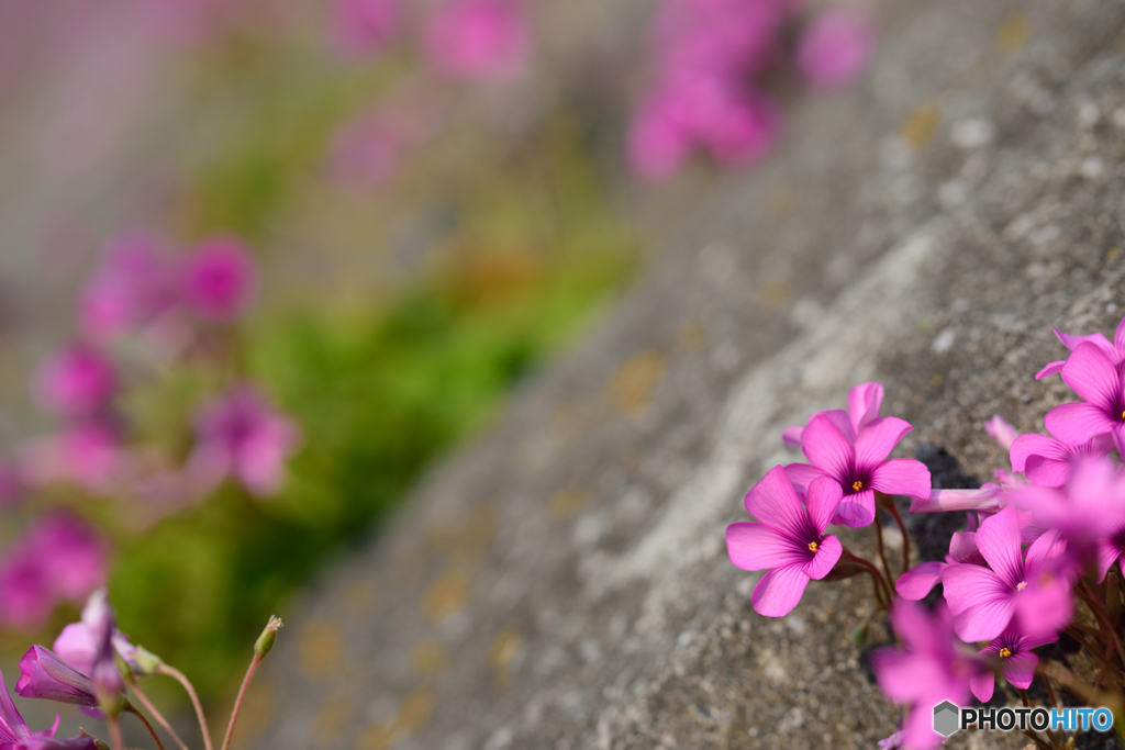 土手の芋片喰