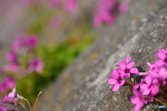 土手の芋片喰