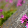 土手の芋片喰