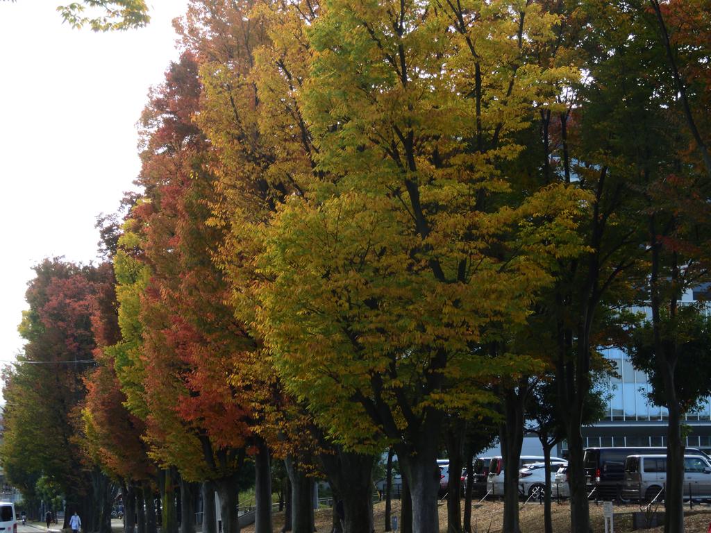 病院通りの秋